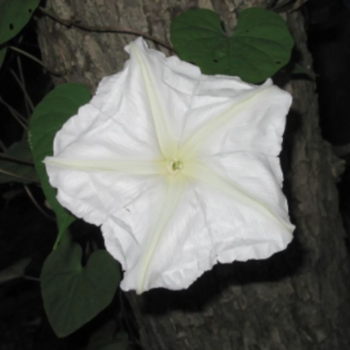 Moonflower Tarot Seed Packet - Image 2